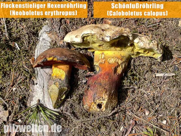 Schönfußröhrling, Caloboletus calopus