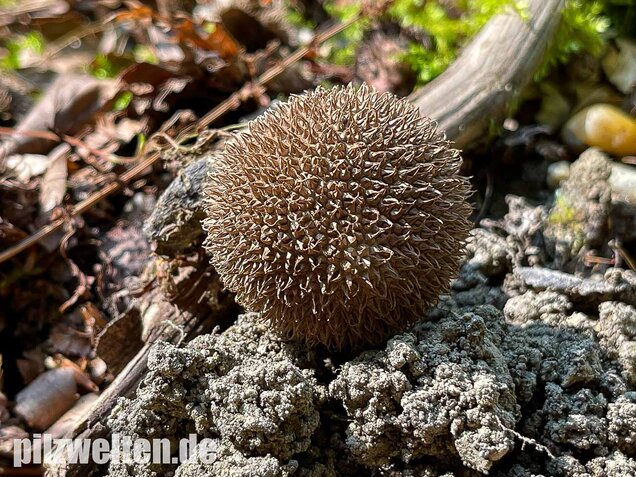 Igelstäubling, Lycoperdon echinatum
