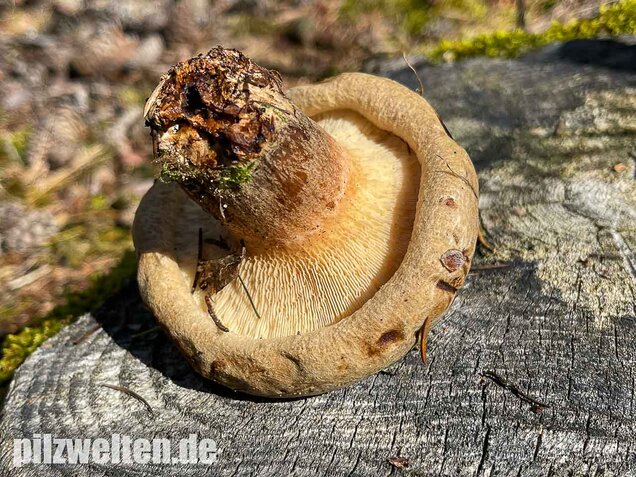 Kahler Krempling, Paxillus involutus