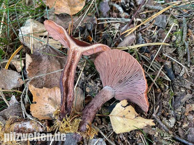 Kampfermilchling, Lactarius camphoratus