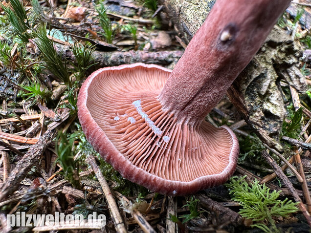 Kampfermilchling, Lactarius camphoratus