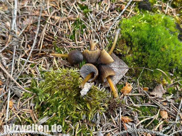Grünschneidiger Helmling, Mycena viridimarginata