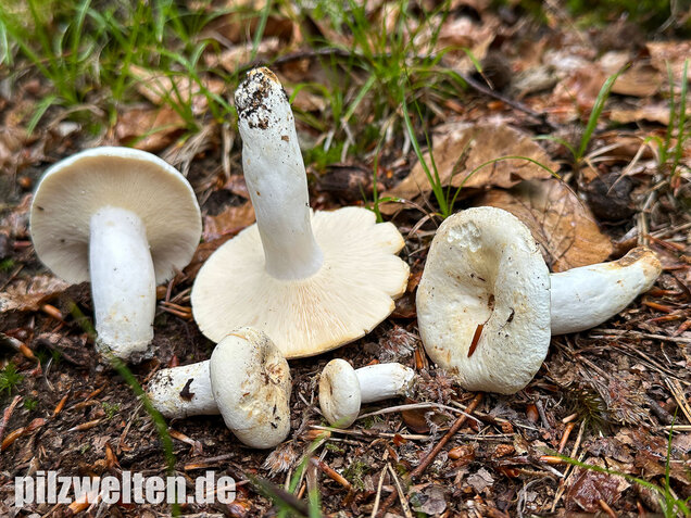 Pfeffermilchling, Lactifluus piperatus