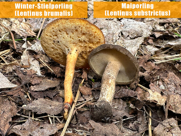 Maiporling, Bewimperter Stielporling, Lentinus substrictus
