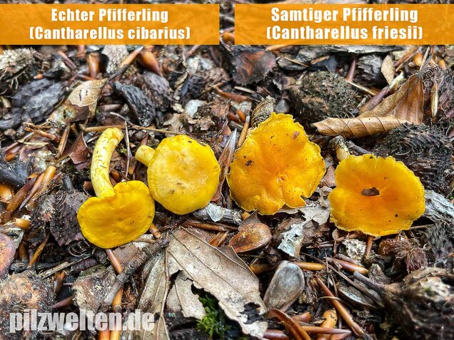 Samtiger Pfifferling, Cantharellus friesii