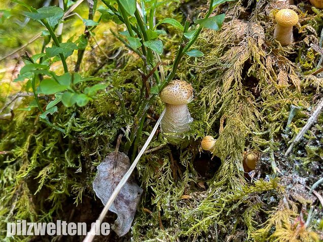 Schuppiger Sägeblättling, Neolentinus lepideus