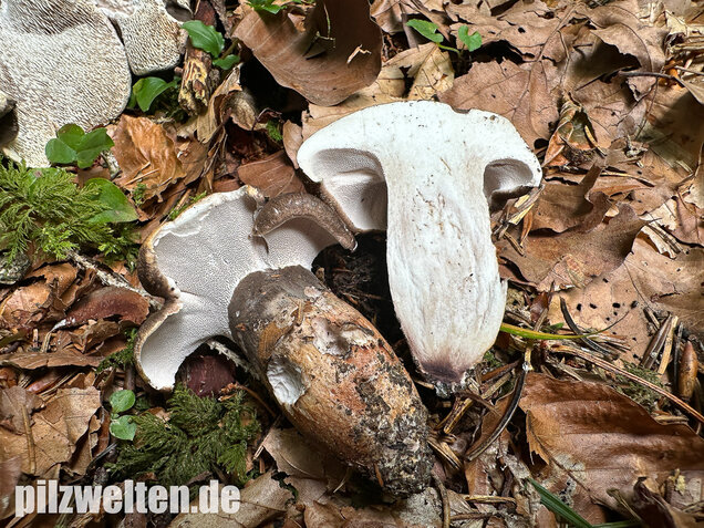 Schwarzweißer Rußporling, Boletopsis leucomelaena