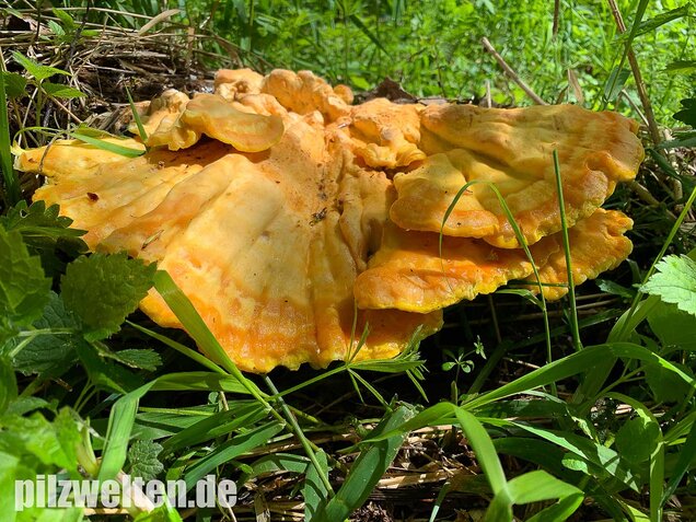 Schwefelporling, Huhn des Waldes, Laetiporus sulphureus