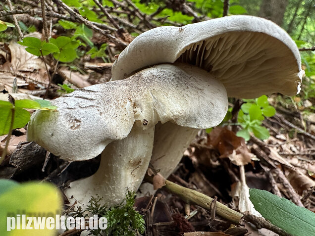 Seidiger Tigerritterling, Tricholoma filamentosum