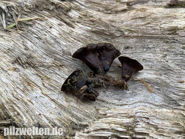 Topfteuerling, Cyathus olla