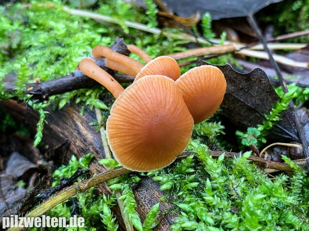 Gemeiner Trompetenschnitzling, Tubaria furfuracea