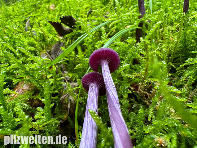 Violetter Lacktrichterling, Laccaria amethystina