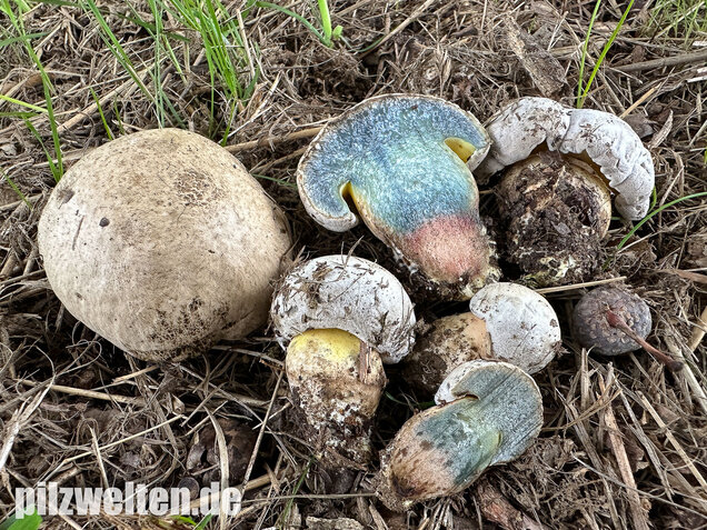 Wurzelnder Bitterröhrling, Caloboletus radicans