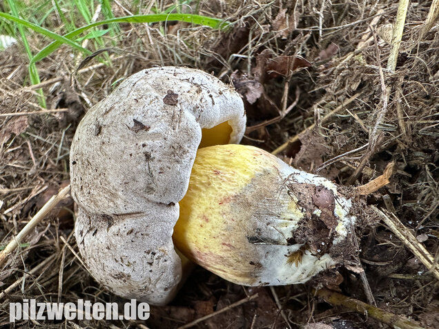 Wurzelnder Bitterröhrling, Caloboletus radicans