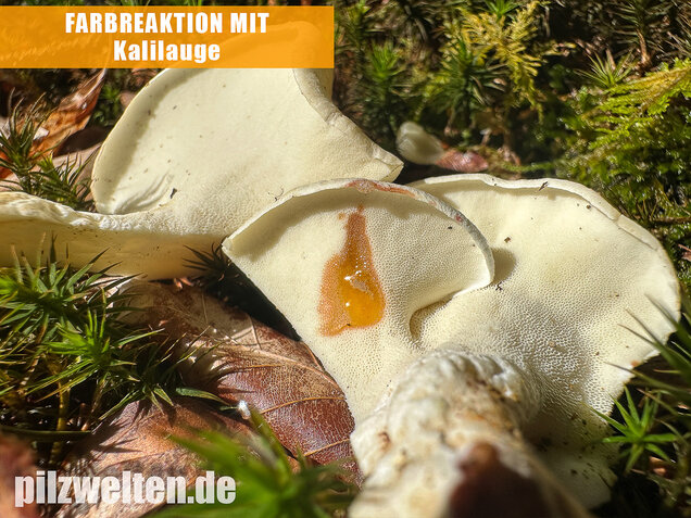 Zitronenporling, Albatrellus citrinus