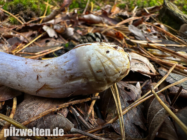 Zyanblättriger Klumpfuß, Cyanblättriger Klumpfuss, Thaxterogaster fulvo-ochrascens