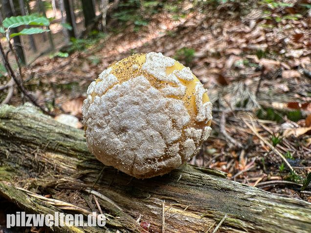 Narzissengelber Knollenblätterpilz, Amanita gemmata