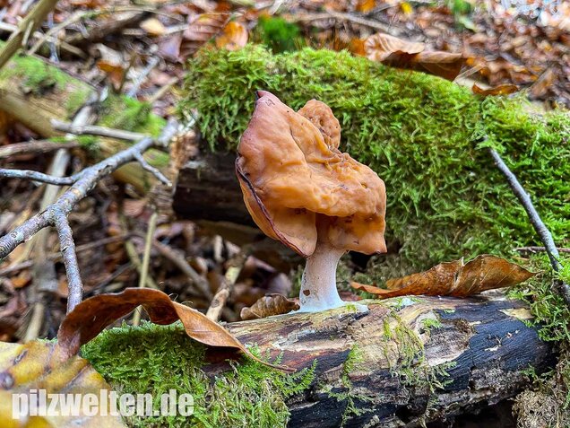 Bischofsmütze, Gyromitra infula