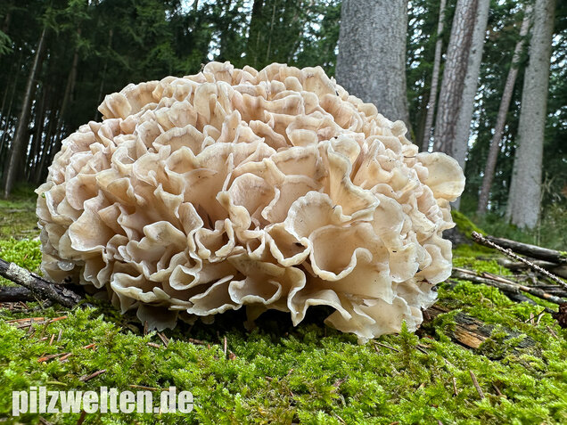 Breitblättrige Glucke, Sparassis brevipes