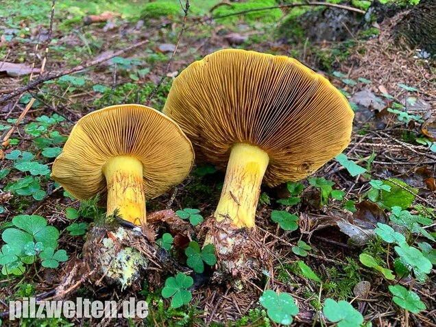 Dottergelber Klumpfuß, Cortinarius meinhardii