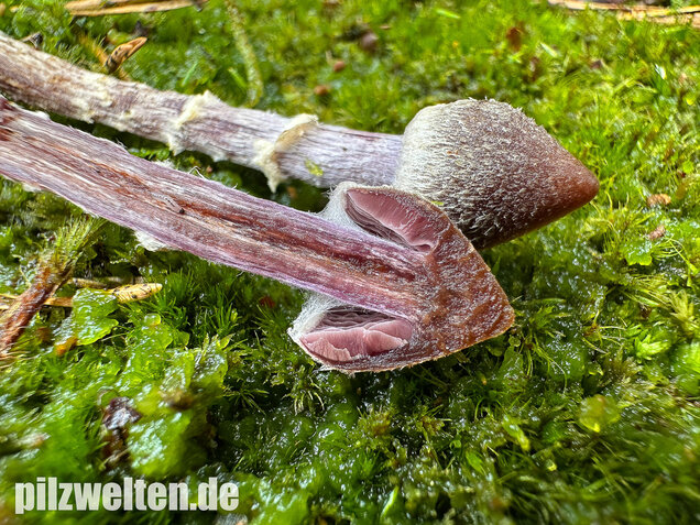 Duftender Gürtelfuß, Pelargoniengürtelfuß, Cortinarius flexipes