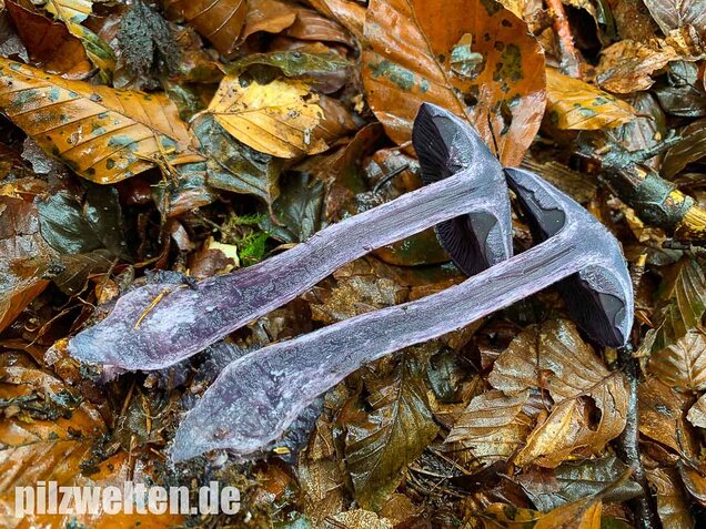 Dunkelvioletter Schleierling, Cortinarius violaceus