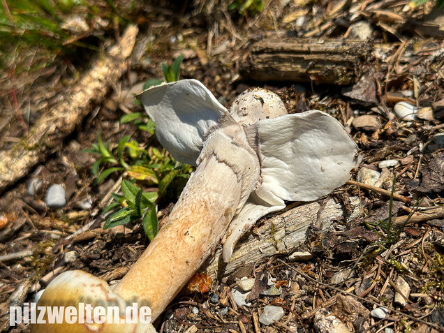 Grauhäutiger Scheidenstreifling, Amanita submembranacea