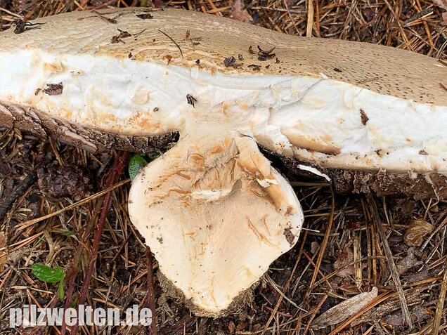 Großsporiger Riesenchampignon, Agaricus urinascens