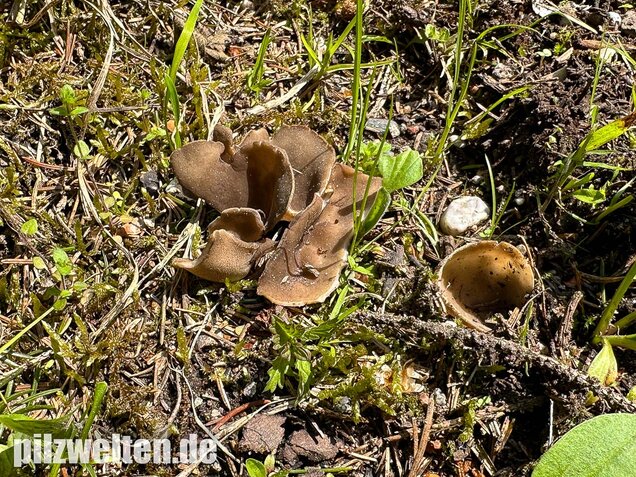 Kleine Becherlorchel, Dissingia confusa