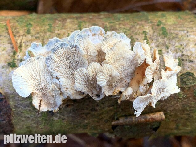 Krauser Adernzähling, Plicatura crispa