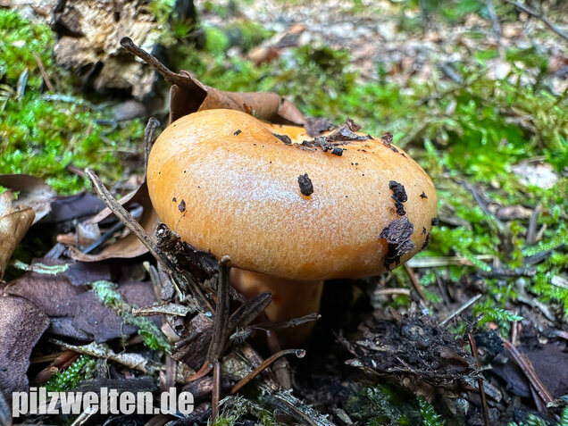 Lachsreizker, Lactarius salmonicolor