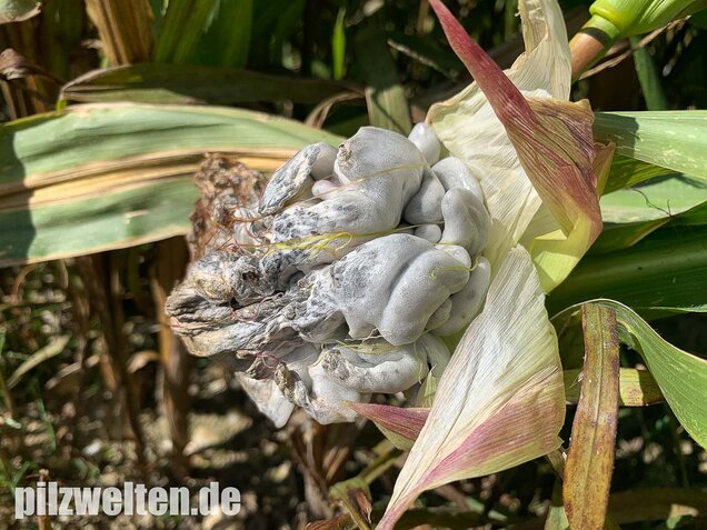 Maisbeulenbrand, Ustilago maydis