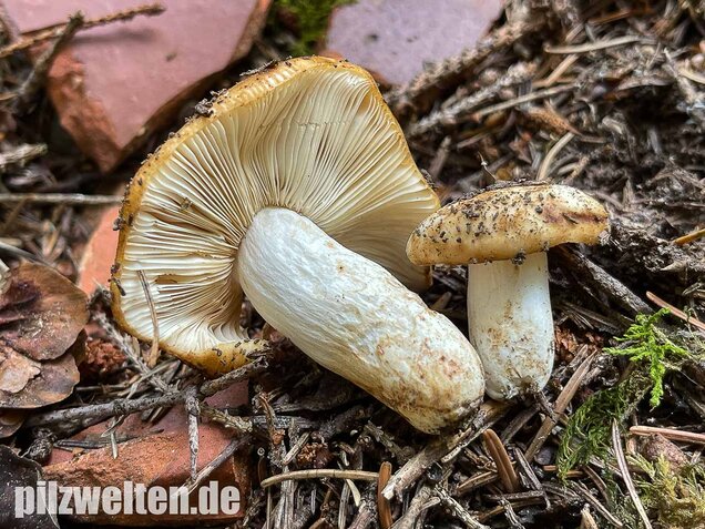 Mandeltäubling, Russula grata
