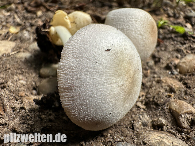 Mausgrauer Scheidling, Volvariella murinella