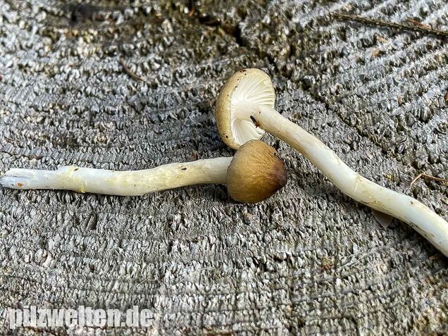 Natternstieliger Schneckling, Hygrophorus olivaceoalbus