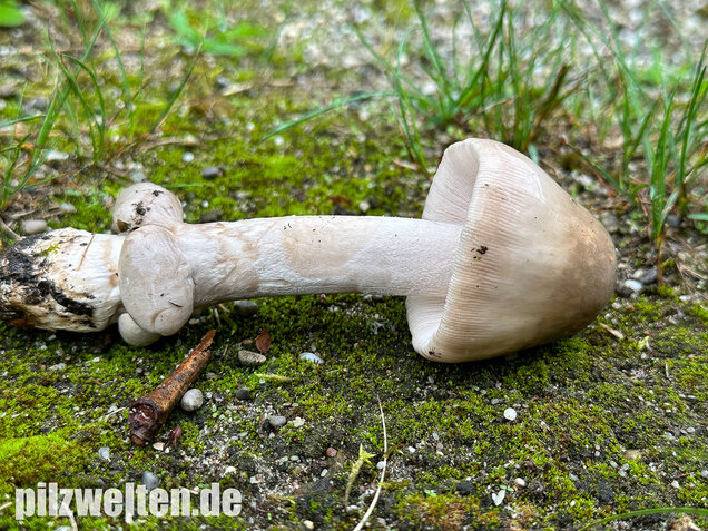 Ockergrauer Scheidenstreifling, Ockergrauer Riesenstreifling, Amanita lividopallescens