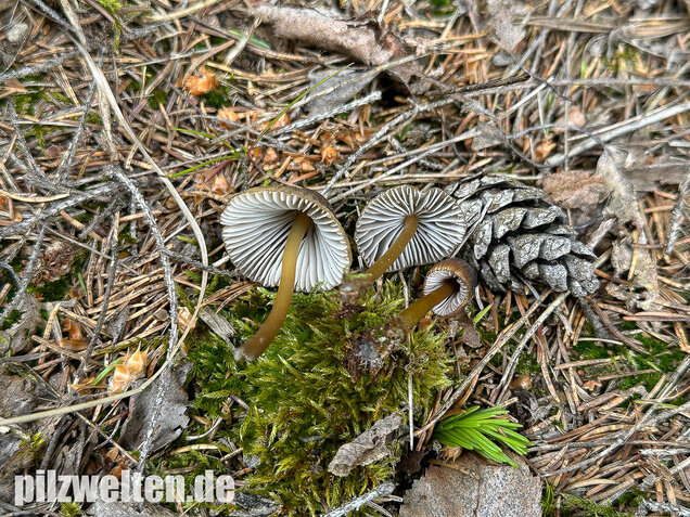 Grünschneidiger Helmling, Mycena viridimarginata