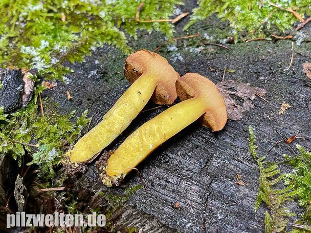 Pfefferröhrling, Chalciporus piperatus