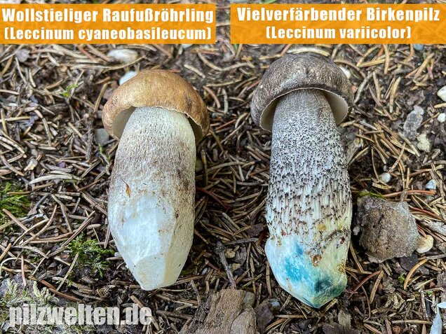 Vielverfärbender Birkenpilz, Leccinum variicolor
