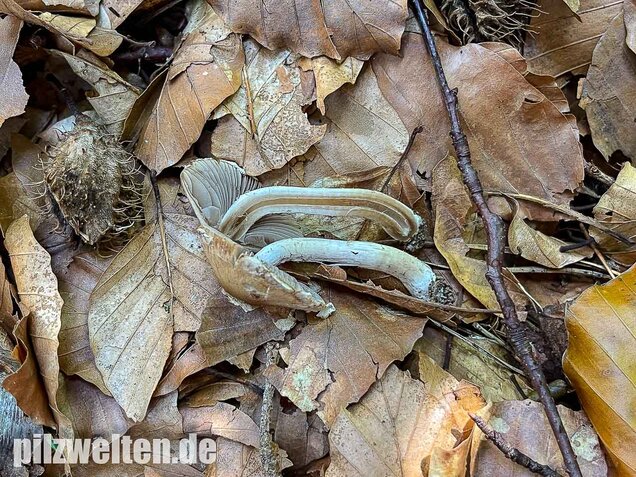 Reichbeschleierter Faserling, Psathyrella spintrigeroides