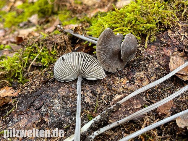 Rillstieliger Helmling, Mycena polygramma
