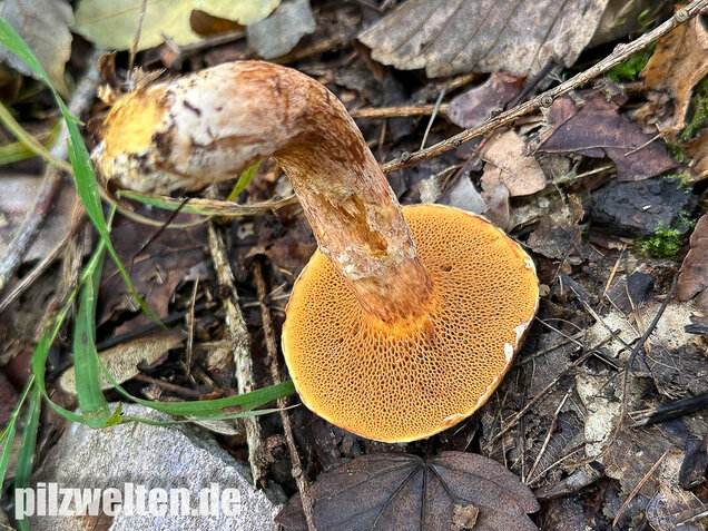 Rostroter Lärchenröhrling, Suillus tridentinus