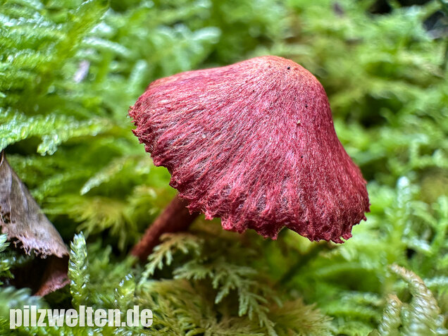 Blutroter Hautkopf, Bluthautkopf, Cortinarius sanguineus