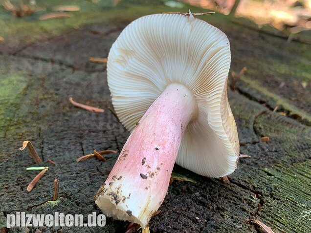 Stachelbeertäubling, Russula queletii
