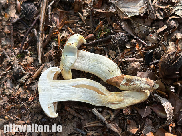 Gelbverfärbender Schneckling, Hygrophorus discoxanthus