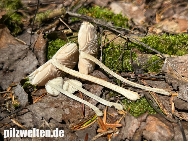 Verschiedenfarbiger Dachpilz, Pluteus plautus