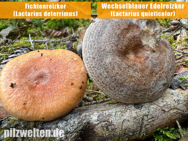 Wechselblauer Edelreizker, Lactarius quieticolor