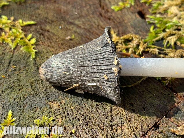 Wollstieliger Dungtintling, Coprinopsis cinerea