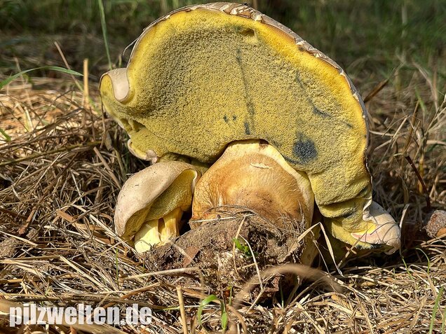 Wurzelnder Bitterröhrling, Caloboletus radicans