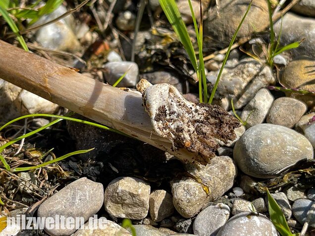 Zweifarbiger Scheidenstreifling, Amanita umbrinolutea